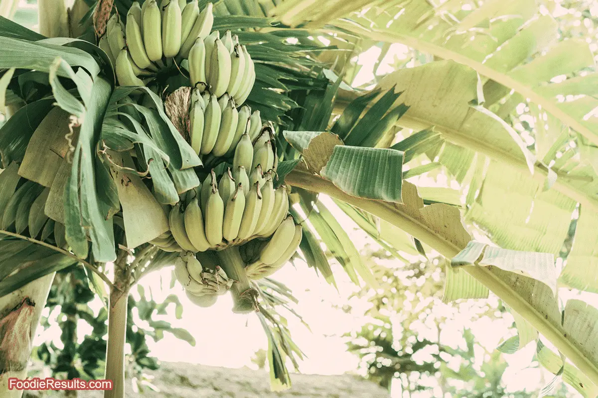 Do Bananas Ripen Faster in a Bunch? Foodie Results