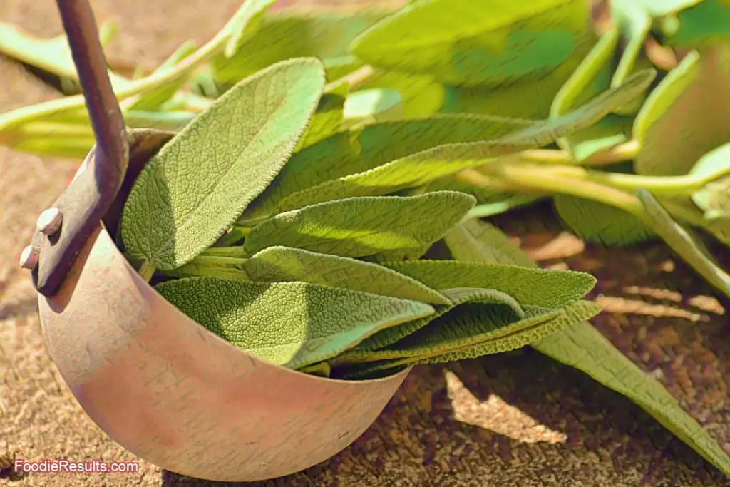 Use Sage in Cooking Fresh Sage