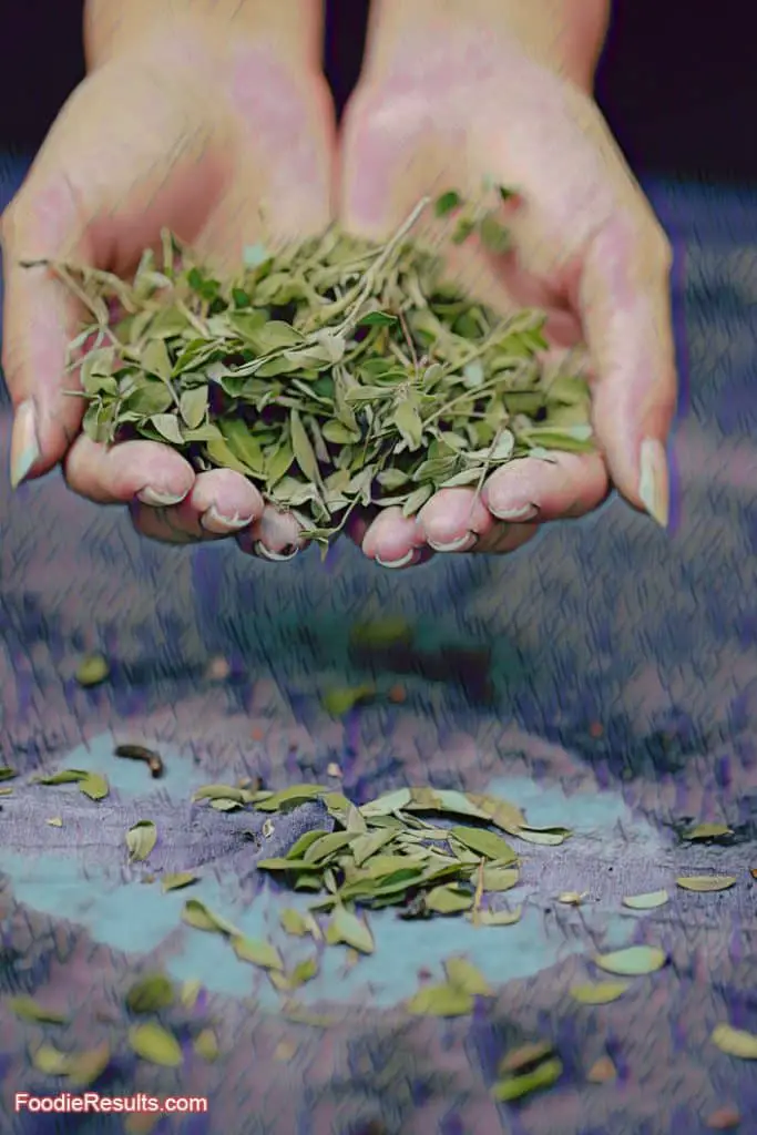 Sage in Cooking Hand Full of Sage